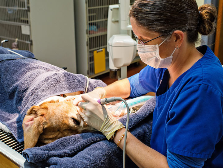 $City Veterinary Surgeries